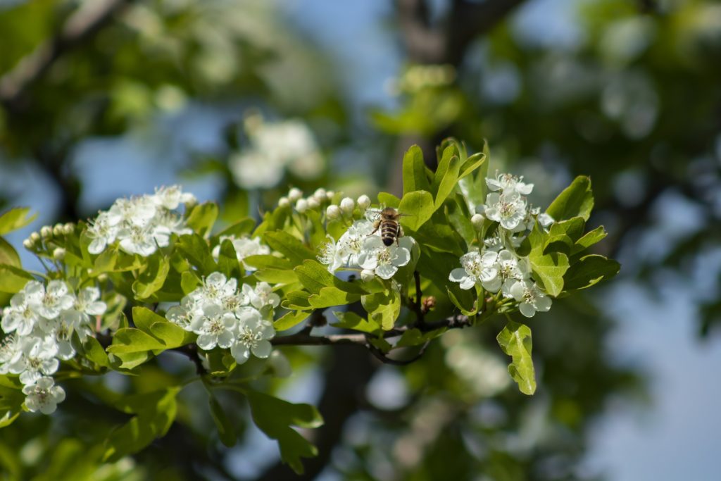 Meidoorn Lente Heemkring Heel